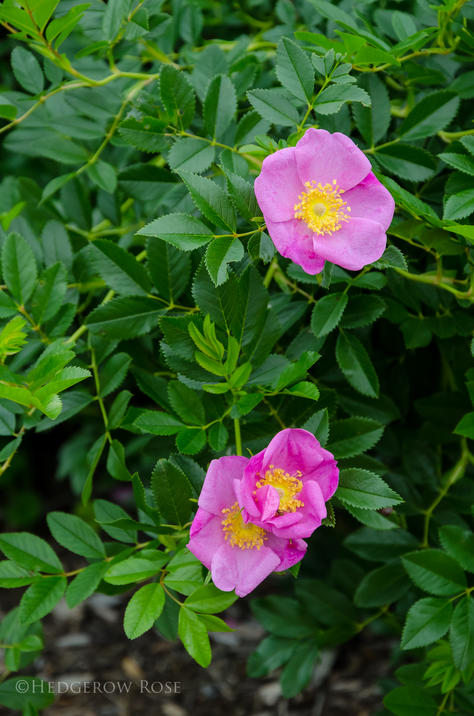 Rosa Virginiana June 2013 - 2