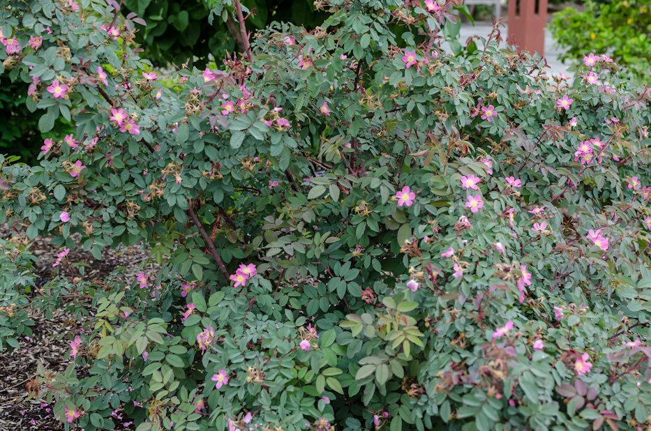 Rosa glauca (R. rubrifolia) via Hedgerow Rose