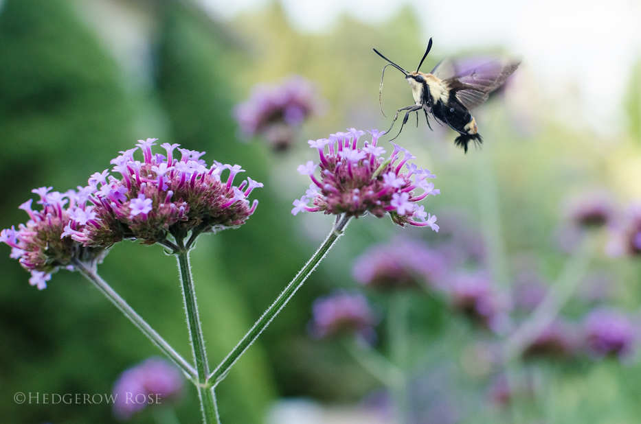 verbena bonariensis with roses