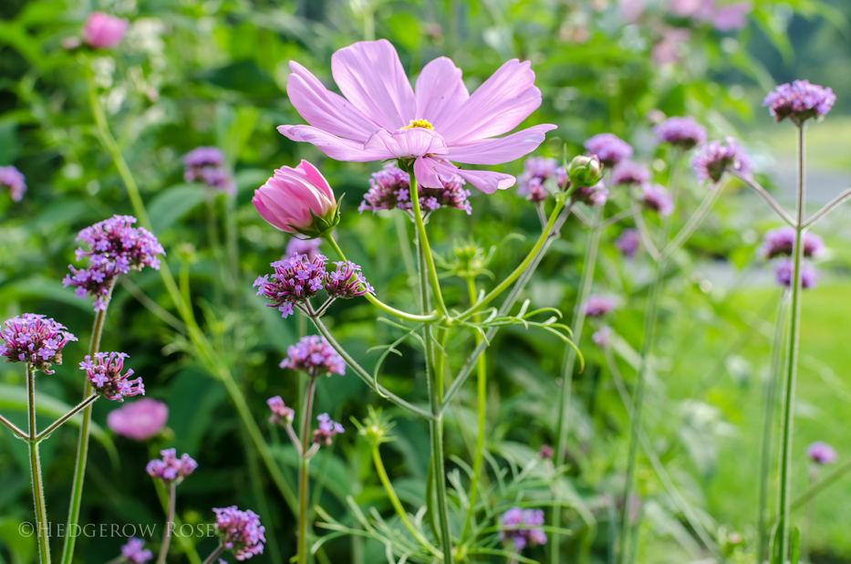 verbena bonariensis with roses