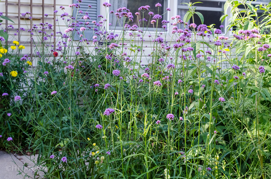 verbena bonariensis with roses