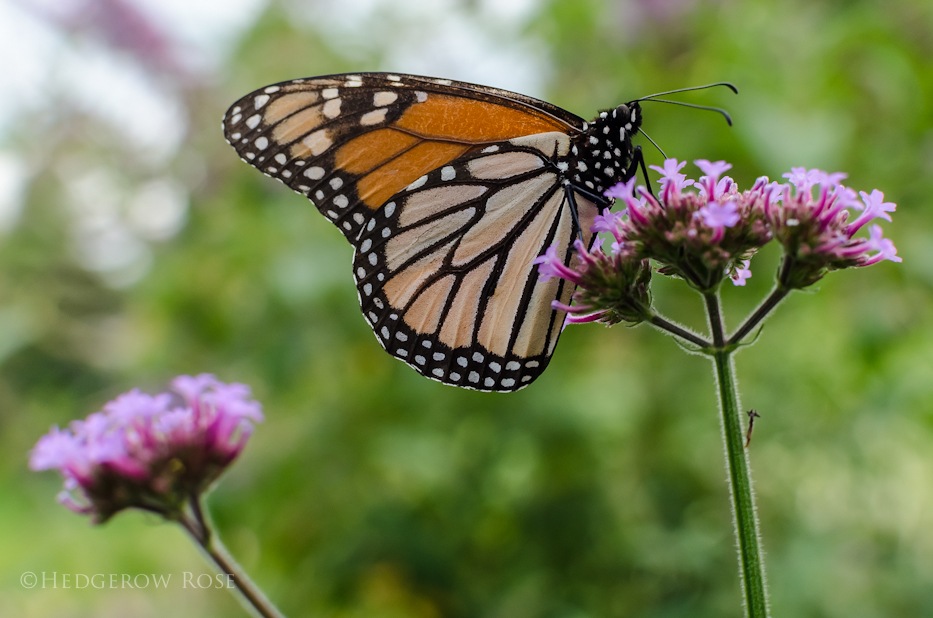 Verbena bonariensis 5