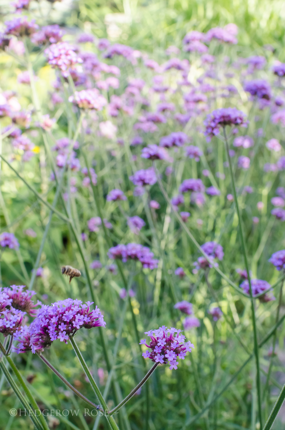 verbena bonariensis with roses