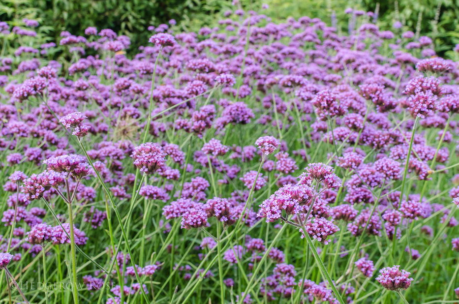 verbena bonariensis with roses