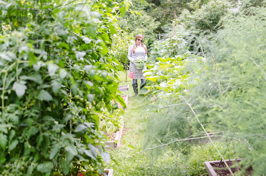 Our raised beds experiments…