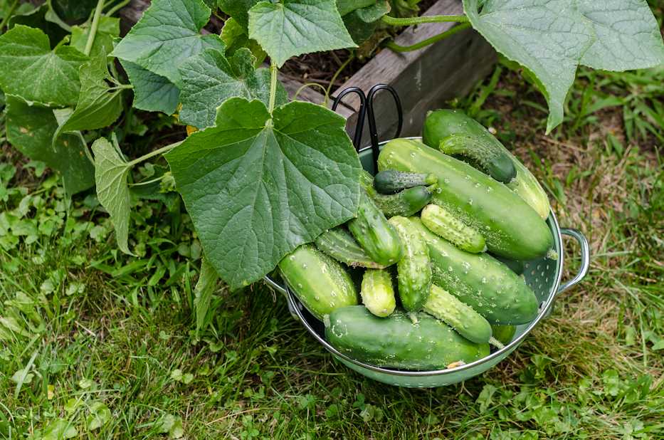 cukes 10-15-5