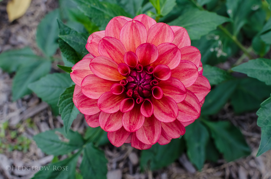 dahlia 10-17-1