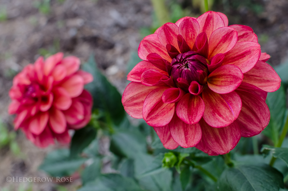 dahlia 10-17-2