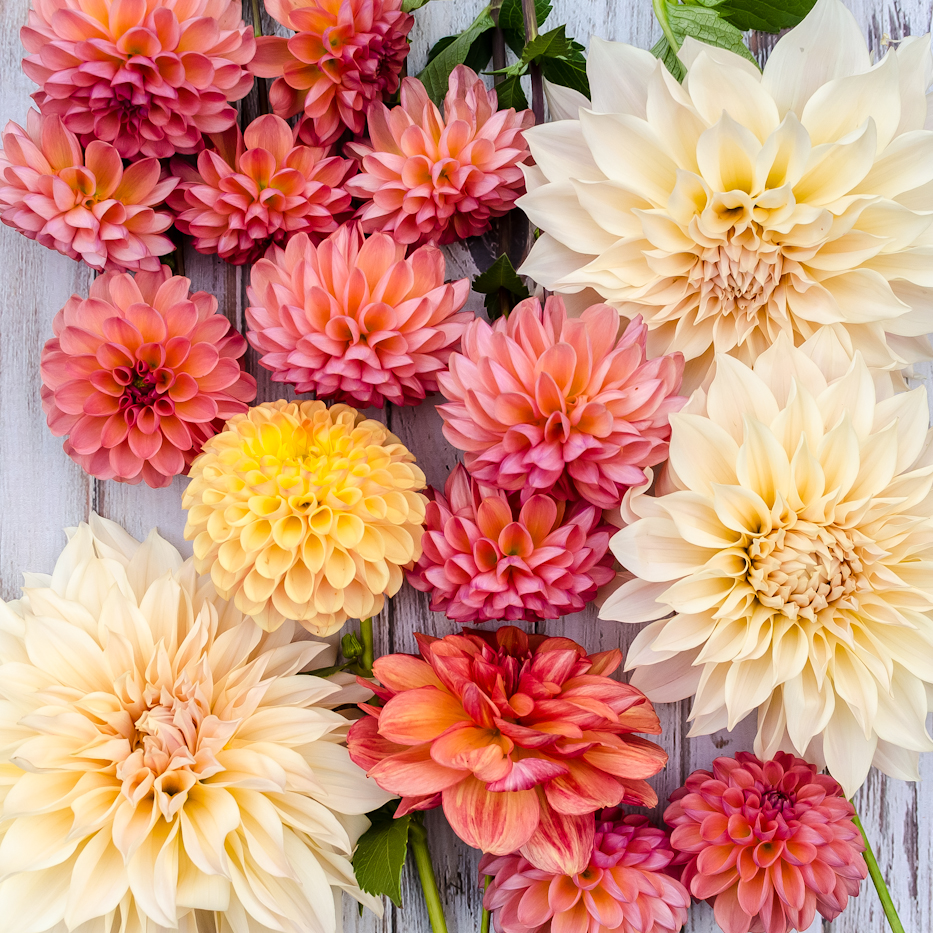 dahlia 11-5-1