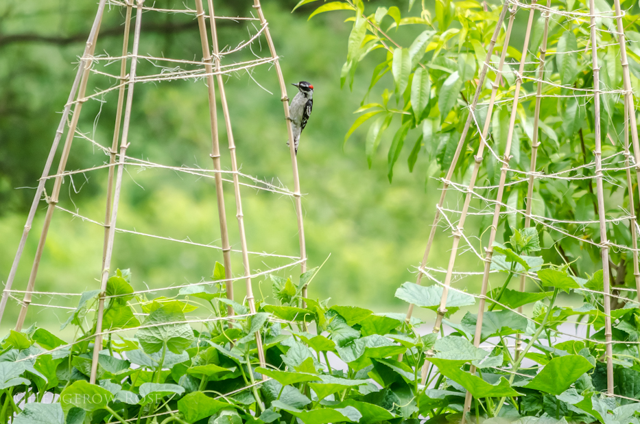 downy woodpecker and cucumber trellis