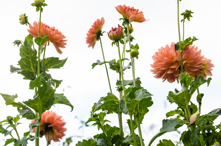 mystery dahlia 10-15-1