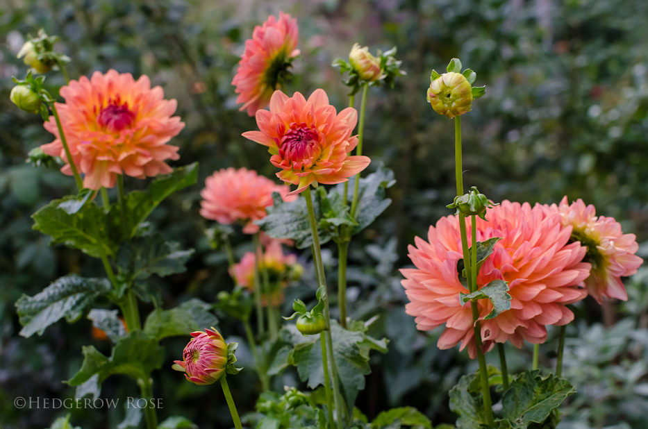 mystery dahlia 10-15-2