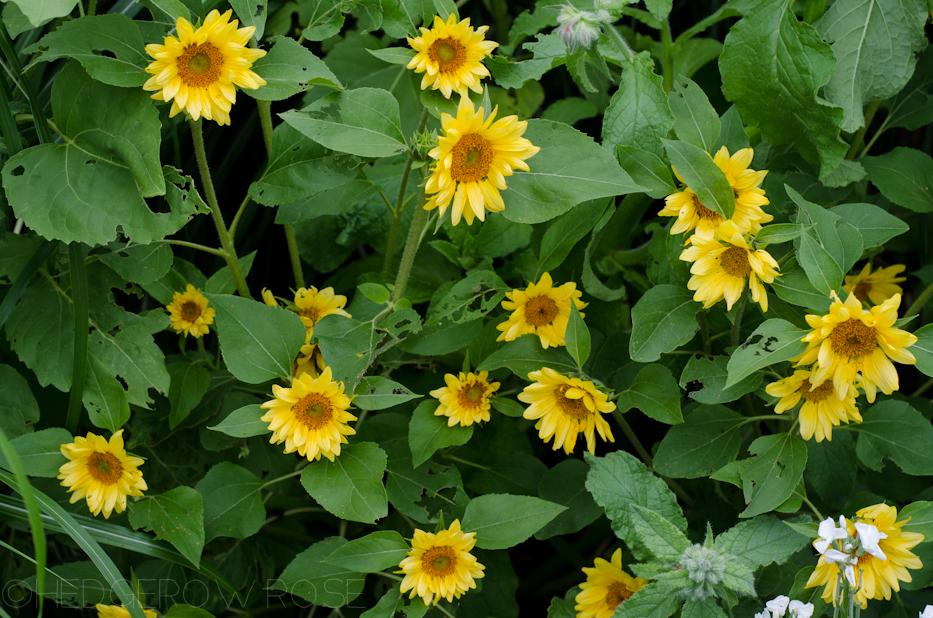 peach passion sunflowers in june 2013