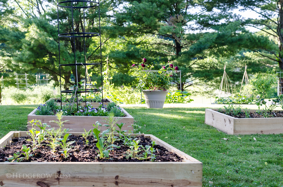 raised beds 2 -1