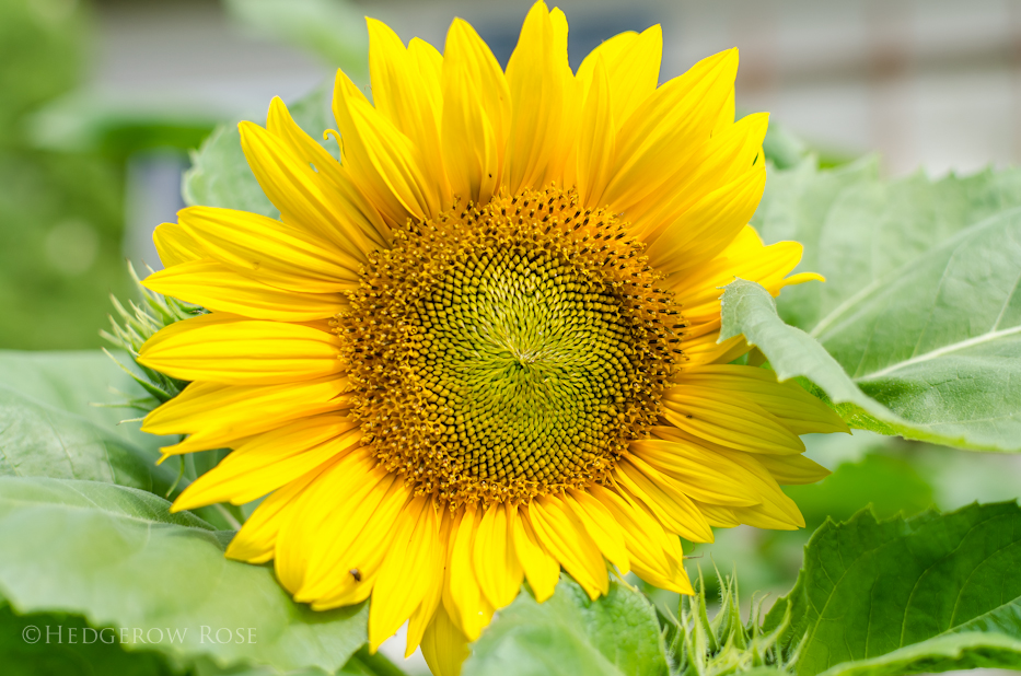 sunflower 10-14-2