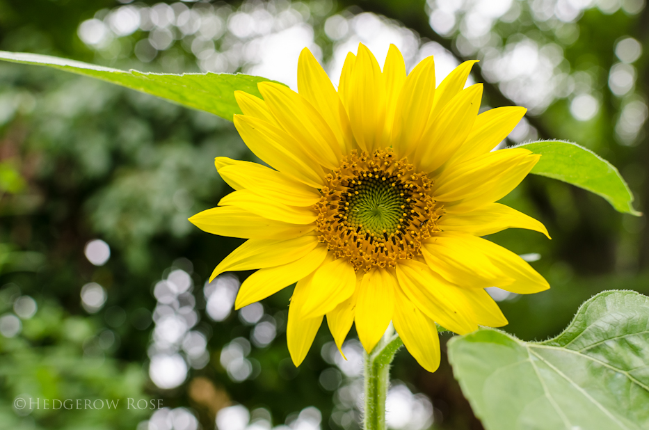 sunflower 10-15-1-1