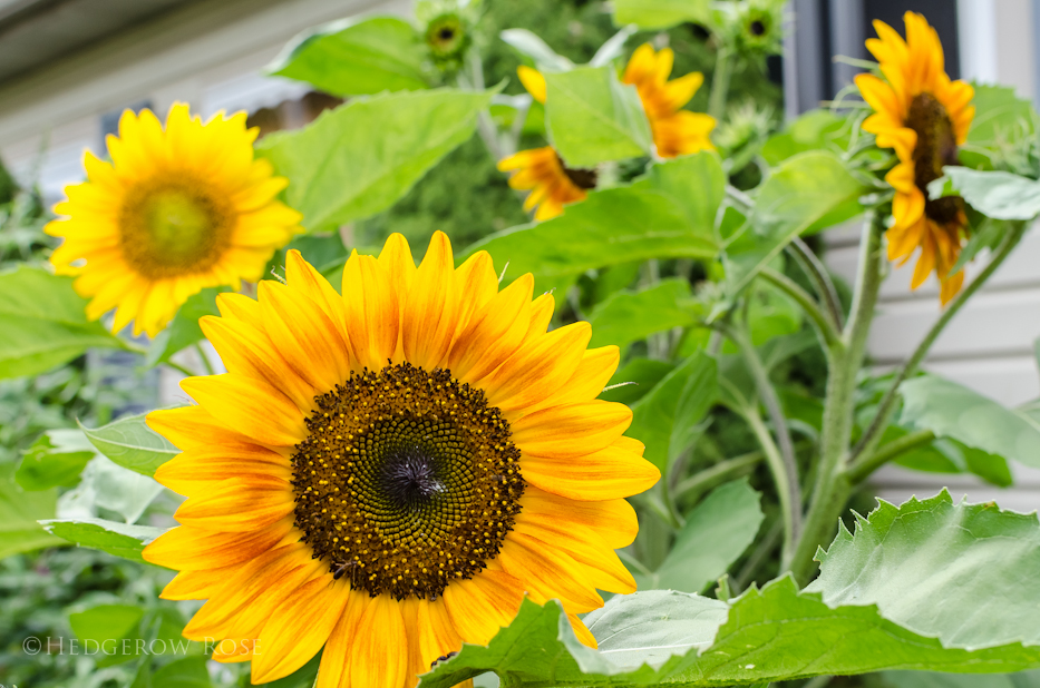 sunflowers 10-14-2