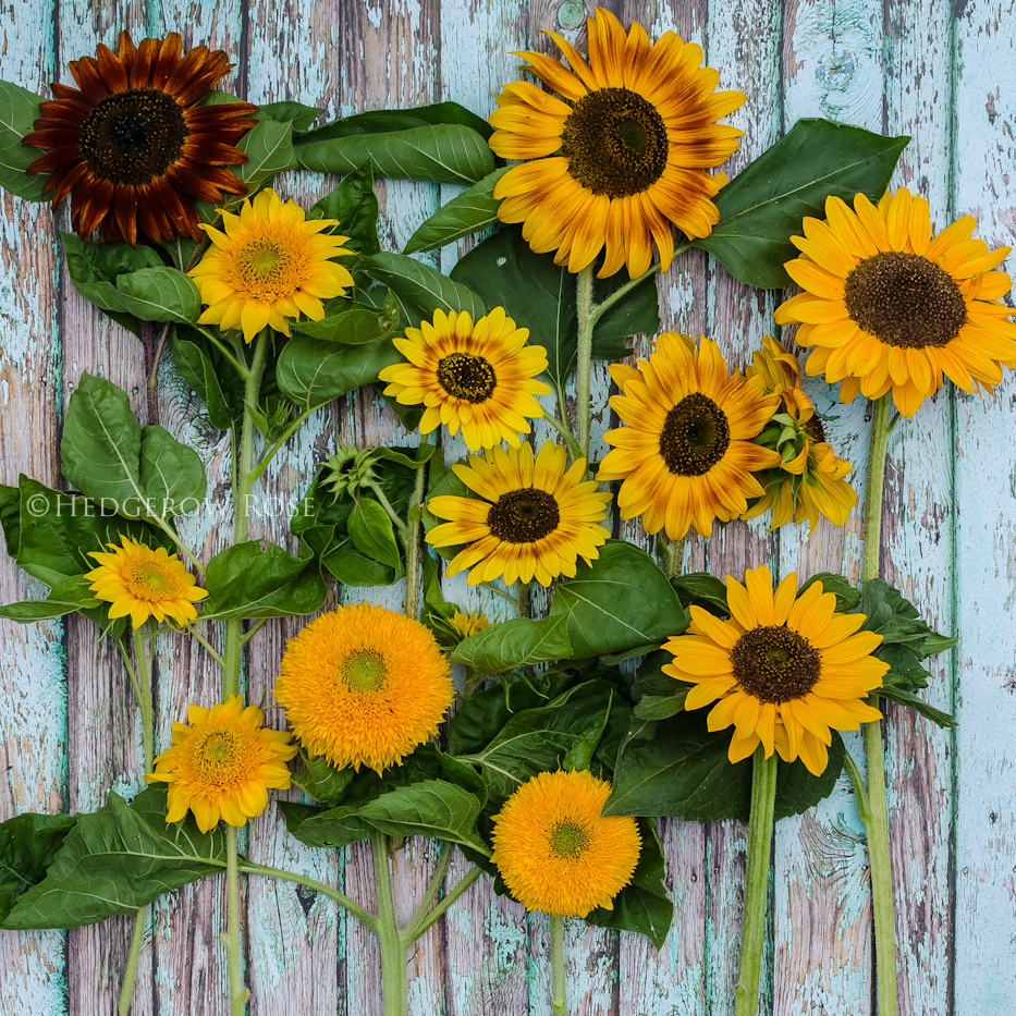 sunflowers on chippy blue