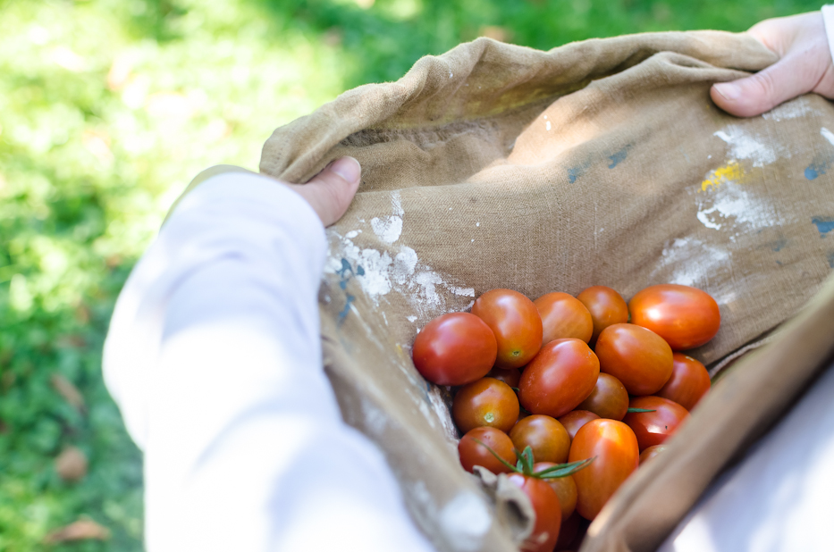 tomatoes 10-19-1