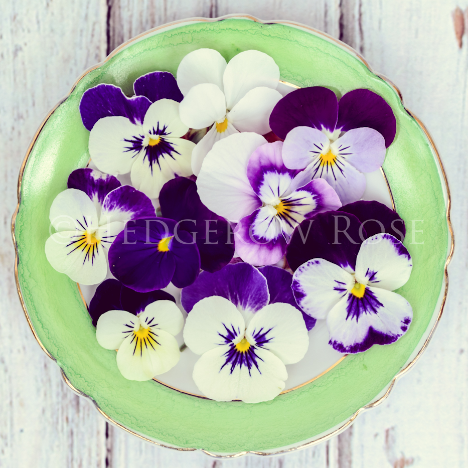 A collection of Violas stretched canvas print via Hedgerow Rose