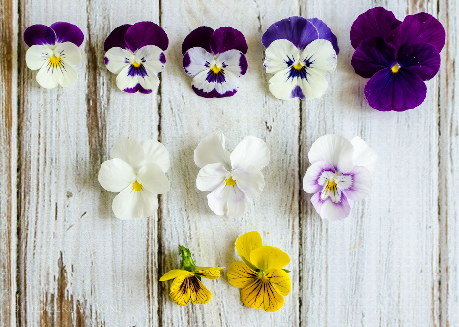A collection of Violas via Hedgerow Rose