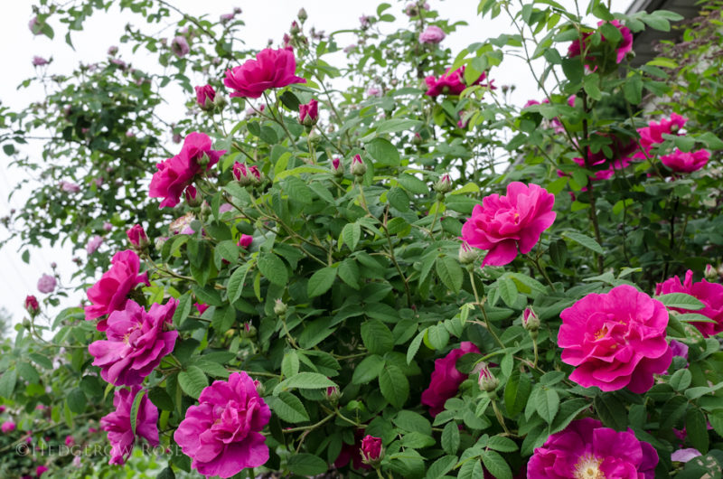 The last 5 years: roses that have brought me joy – Hedgerow Rose®