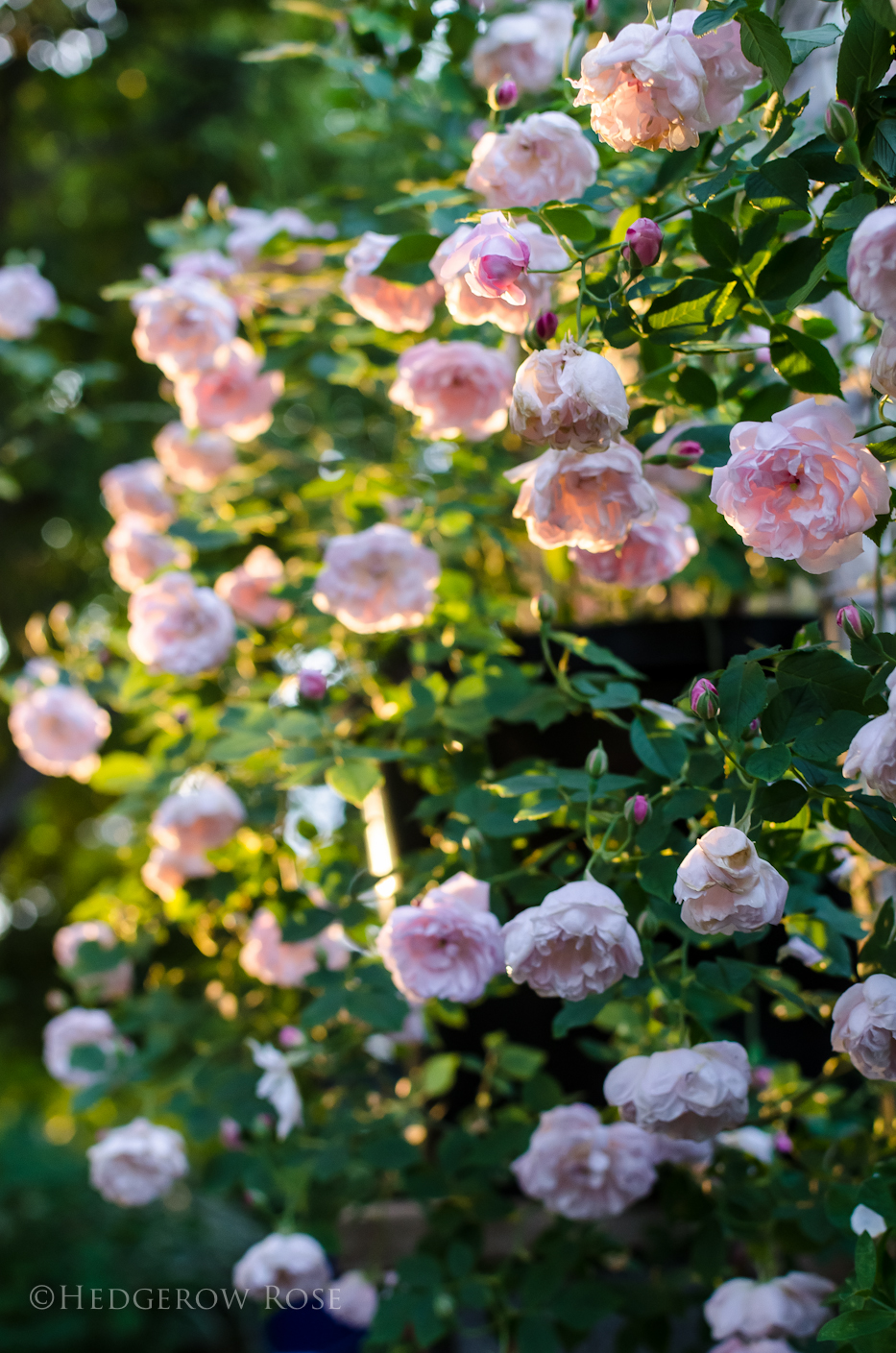 Arcata Pink Globe via Hedgerow Rose