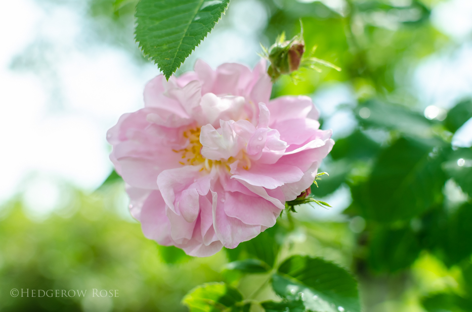 Celsiana via Hedgerow Rose 1