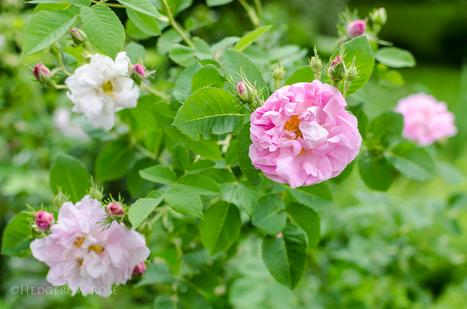 Celsiana via Hedgerow Rose 2