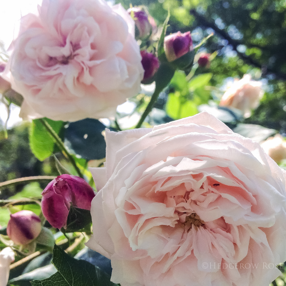 Comtesse de Rocquigny via Hedgerow Rose