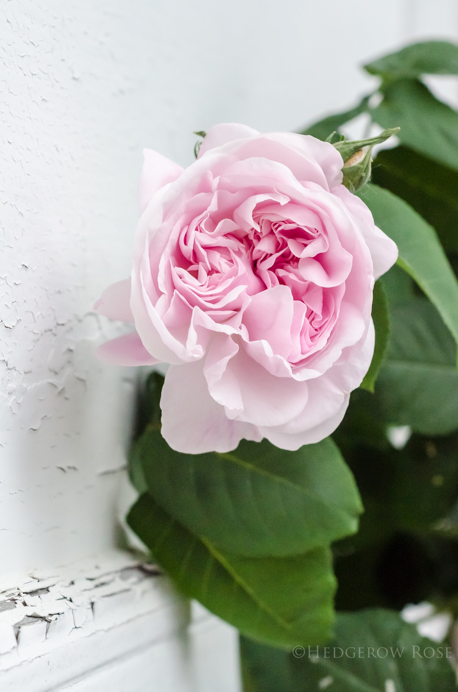 Fantin-Latour Rose  Types of roses, Rose, Heritage rose