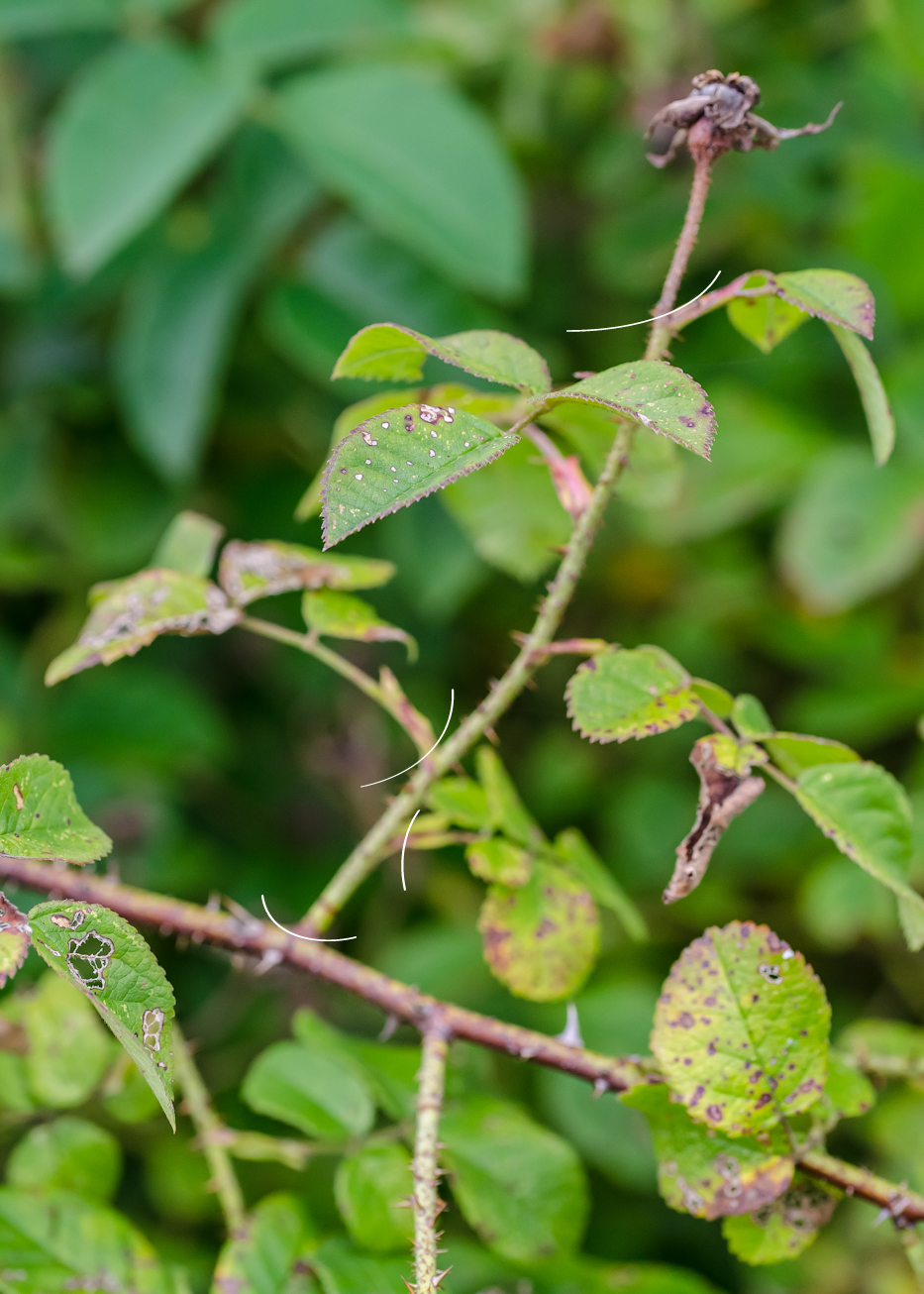 Propagating-Roses-2