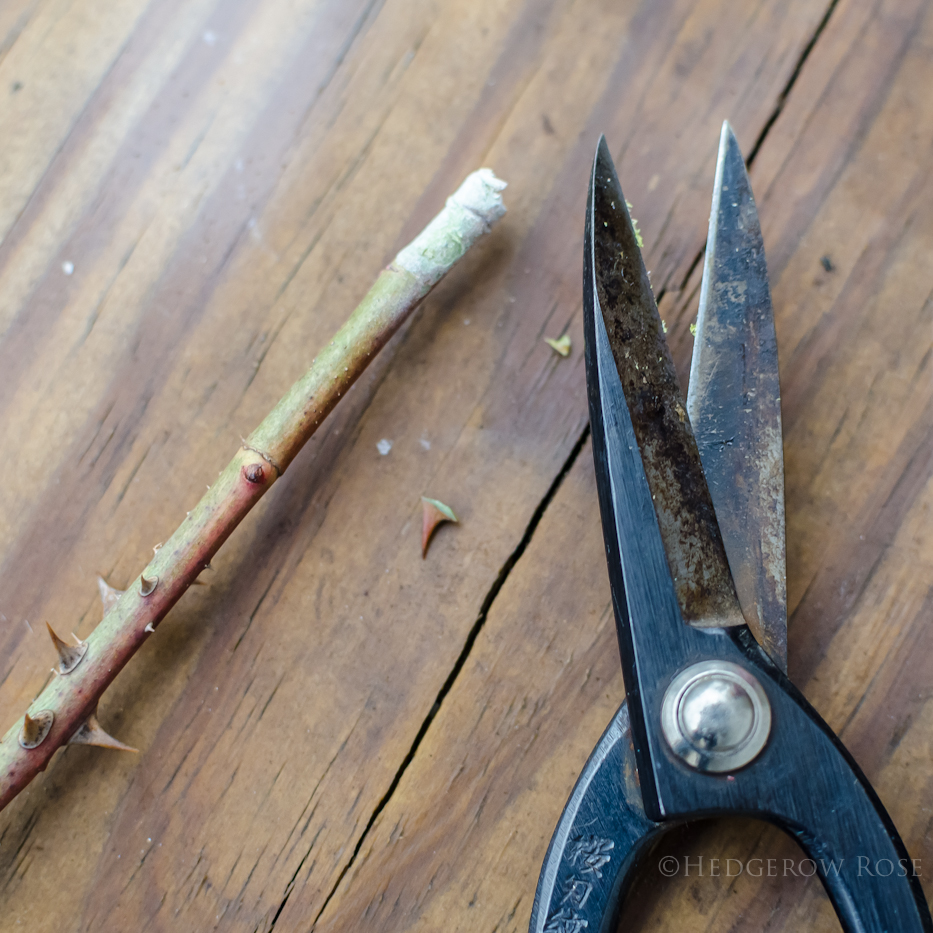 Propagating Roses 4