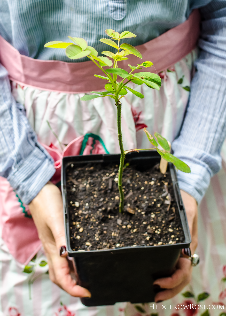 How I Propagate Roses (and Boxwood!) From Cuttings