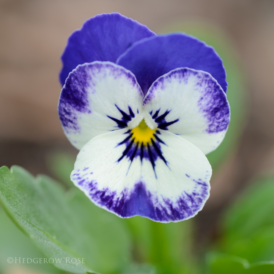 Viola cornuta 'Delft Blue' via Hedgerow Rose