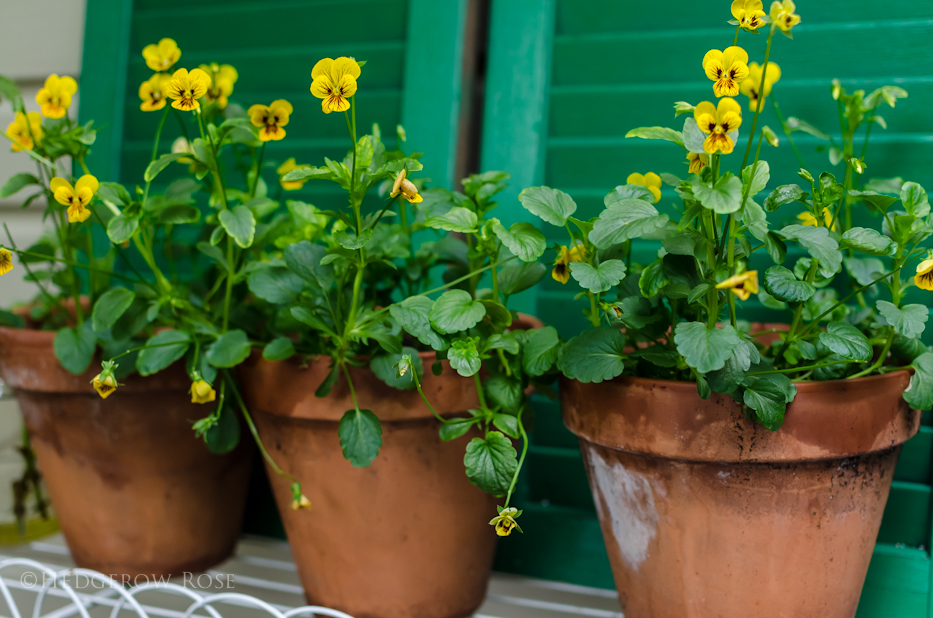 Viola x williamsii 'Tiger Eye' via Hedgerow Rose