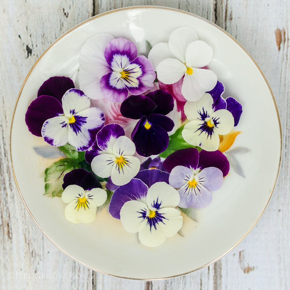 Violas for Spring