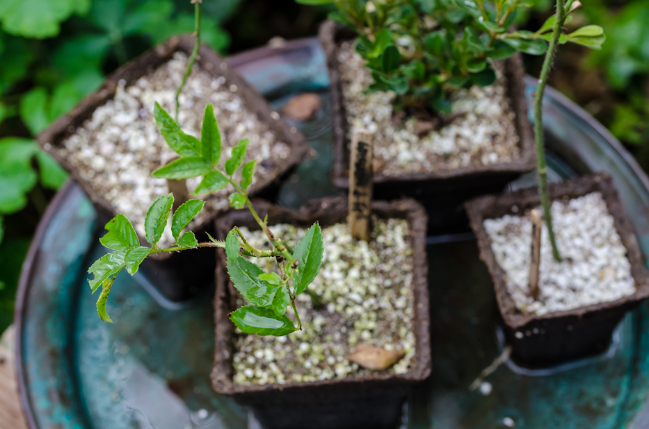 propagating roses 10-18-3