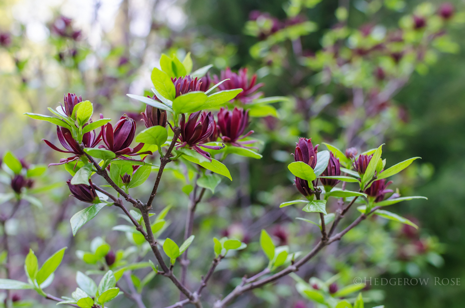 Calycanthus-2