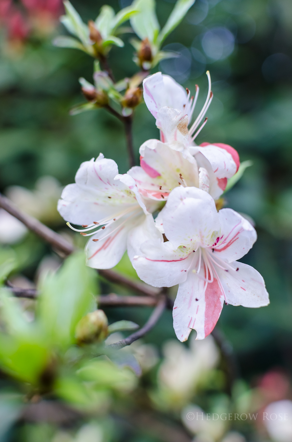 Striped Azaleas-2