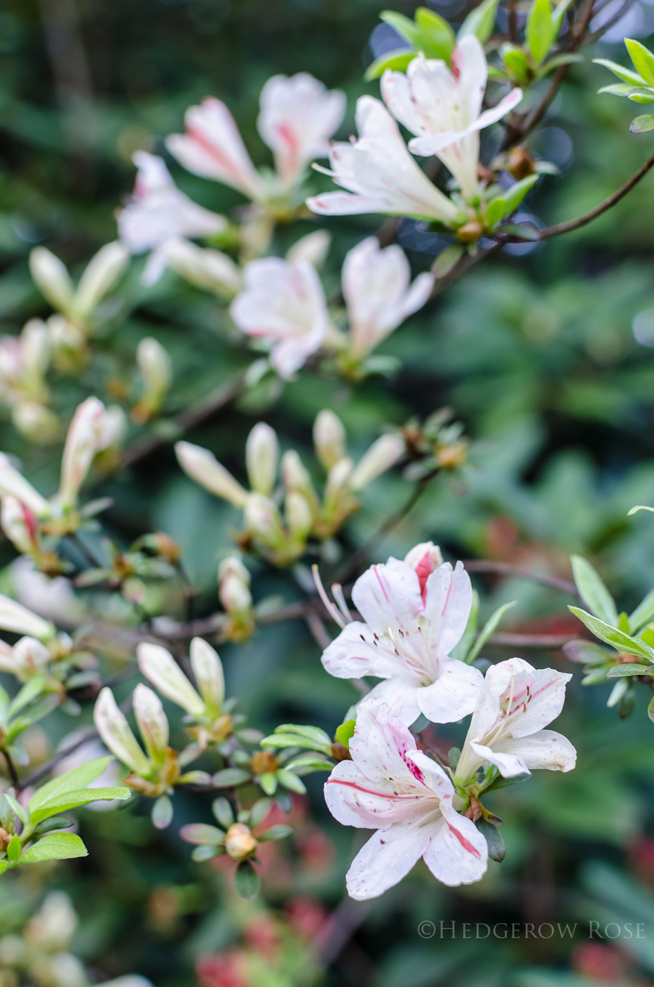 Striped Azaleas