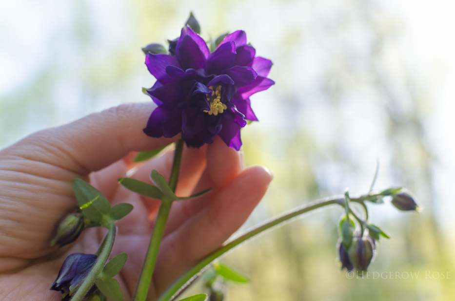 double columbine