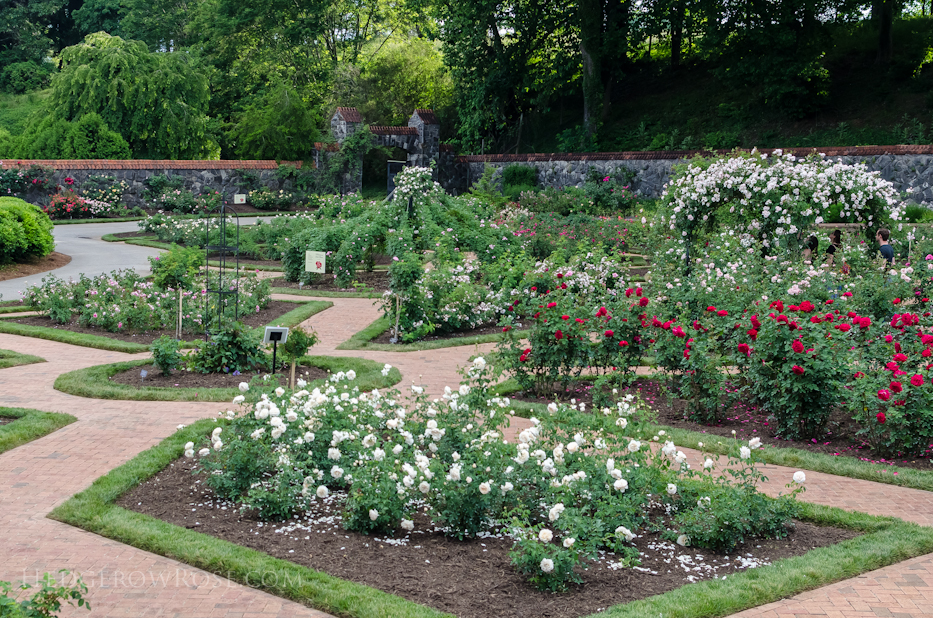 Biltmore Rose Gardens via Hedgerow Rose - 1