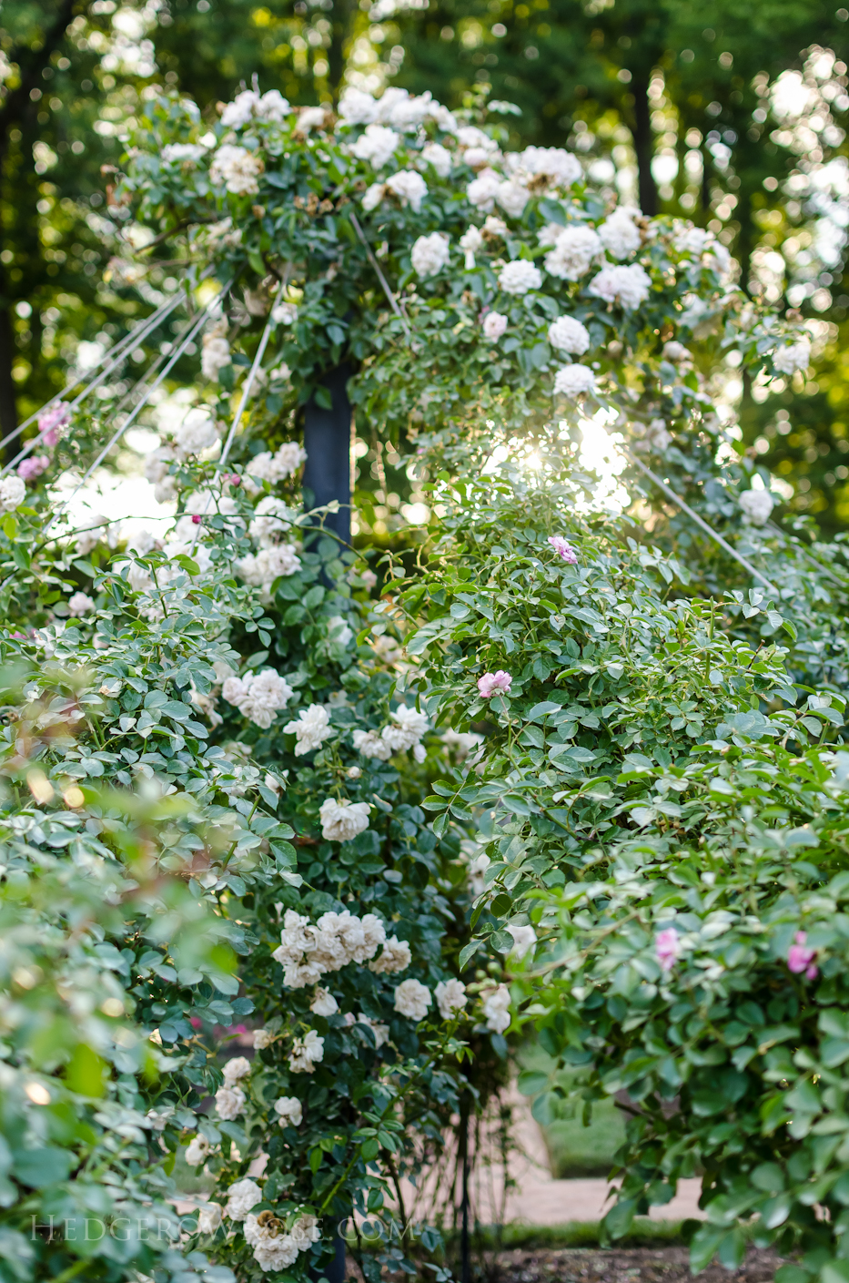 Biltmore Rose Gardens via Hedgerow Rose - 10