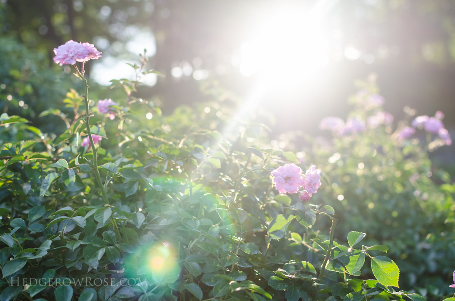 Biltmore Rose Gardens via Hedgerow Rose - 11