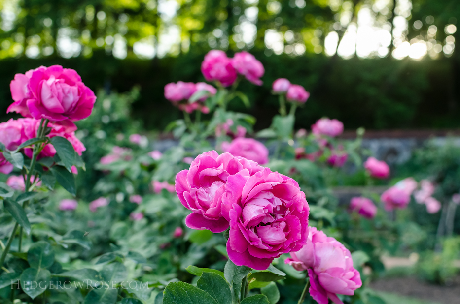 Biltmore Rose Gardens via Hedgerow Rose - 13