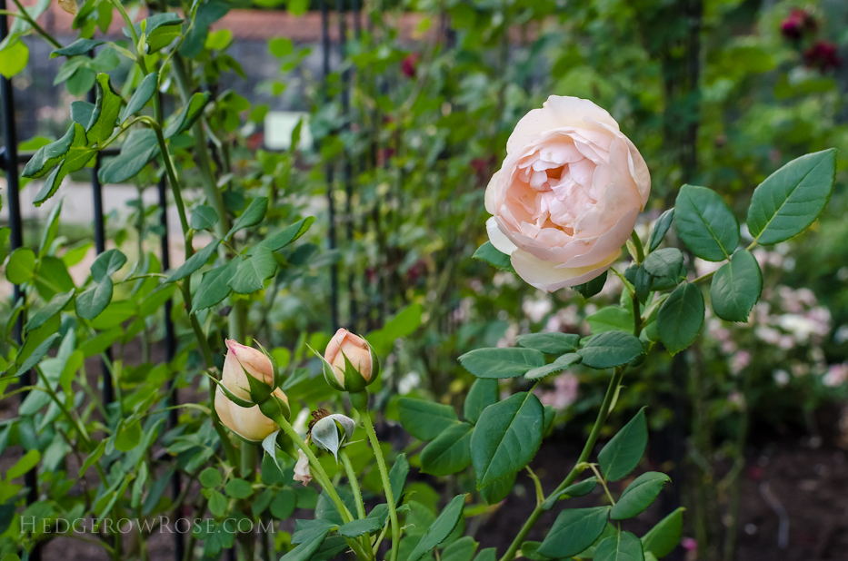 Biltmore Rose Gardens via Hedgerow Rose - 14