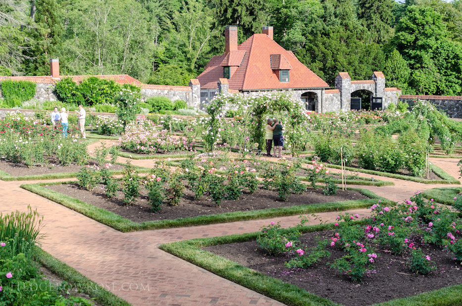 Biltmore Rose Gardens via Hedgerow Rose - 2