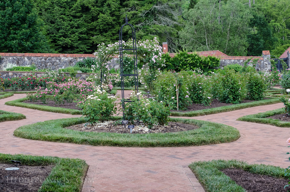 Biltmore Rose Gardens via Hedgerow Rose - 3