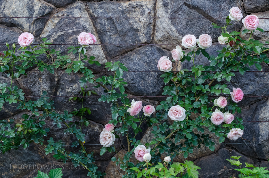 Biltmore Rose Gardens via Hedgerow Rose - 4